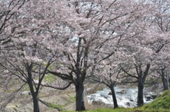 川辺の桜