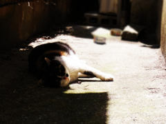 ねこ