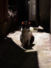 ねこ