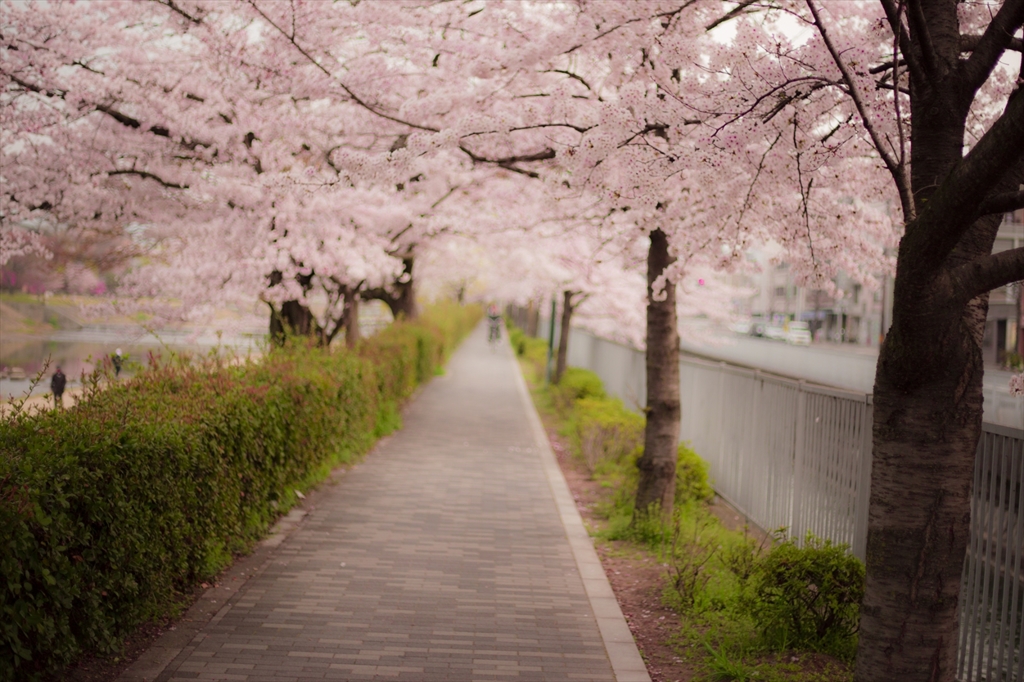 桜小路