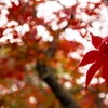 紅葉１