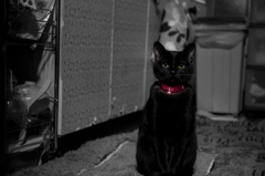 Cat in the monochrome