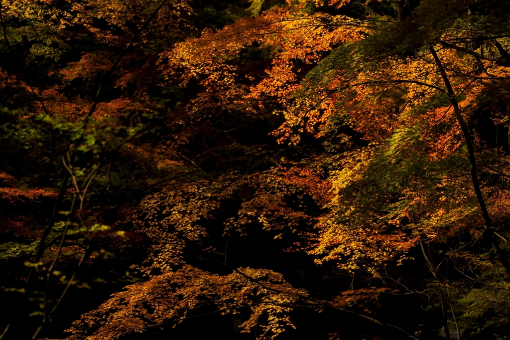 紅の獣