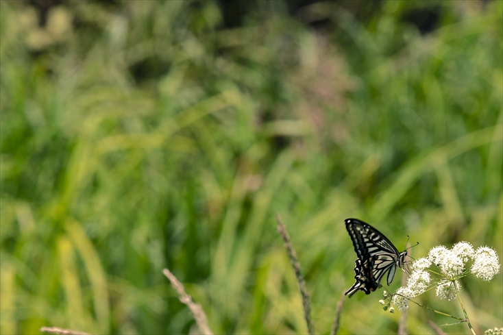 swallowtail butterfly