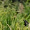 swallowtail butterfly