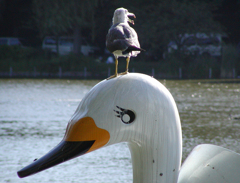 鳥と鳥