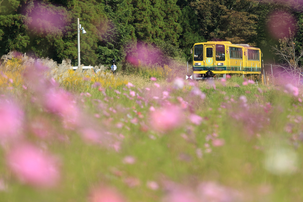 黄色い列車とコスモス