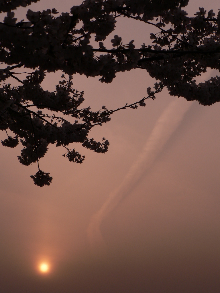 桜魔が時