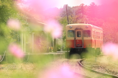 秋桜と上総鶴舞駅
