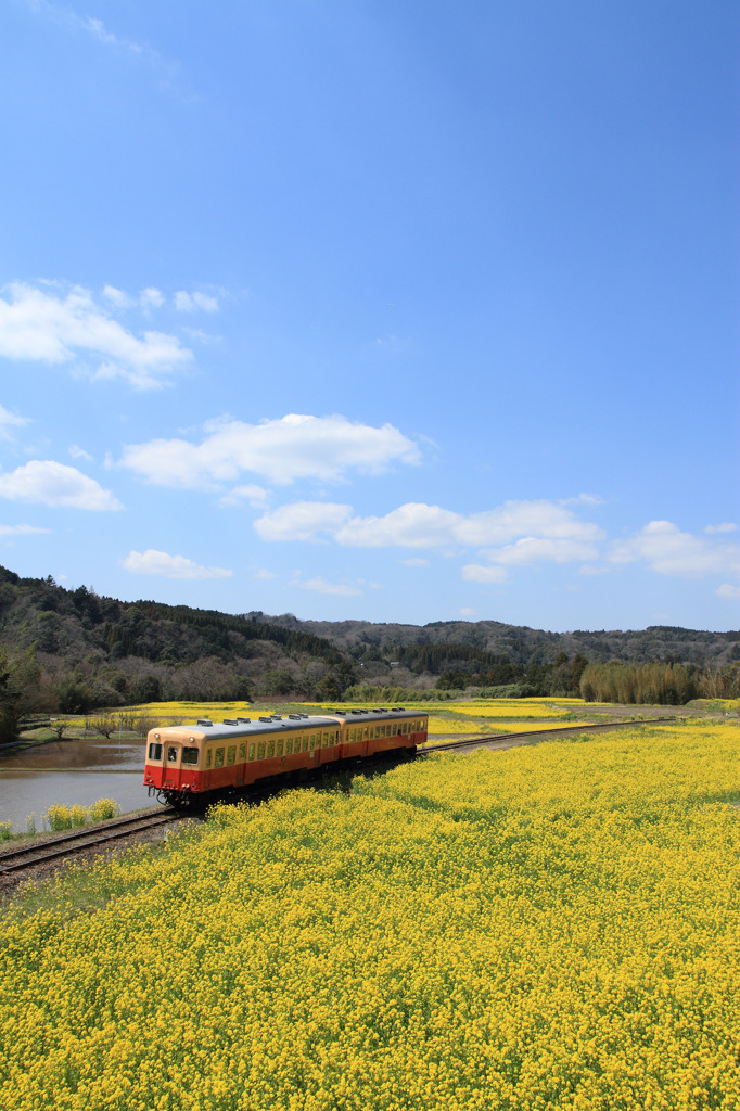 青空と菜の花を駆け抜ける