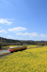 青空と菜の花を駆け抜ける