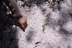 桜のじゅうたん