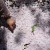 桜のじゅうたん