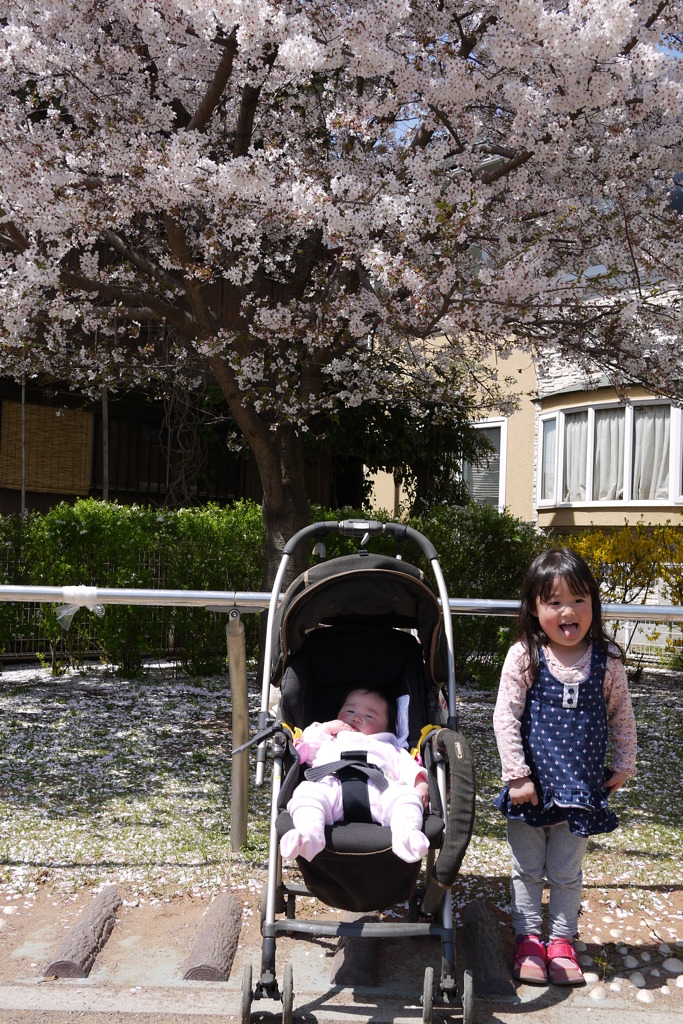 桜とこどもたち