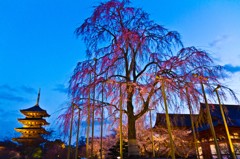 桜と東寺