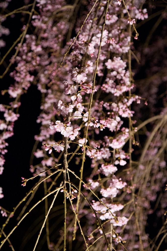 二条城　しだれ桜アップ