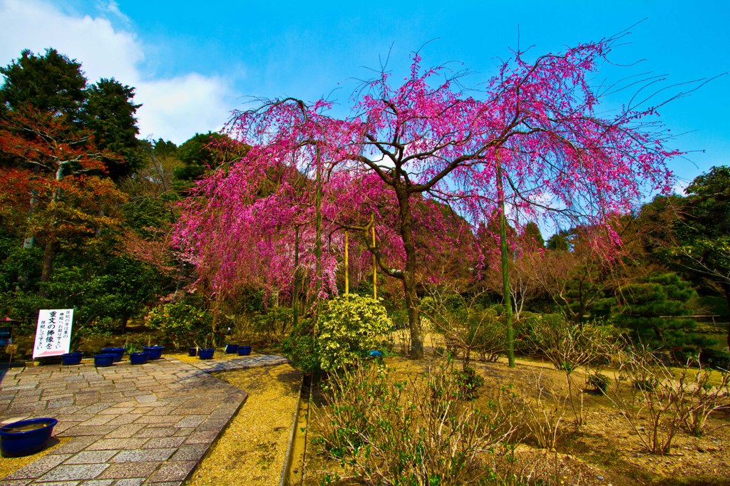 法金剛院１
