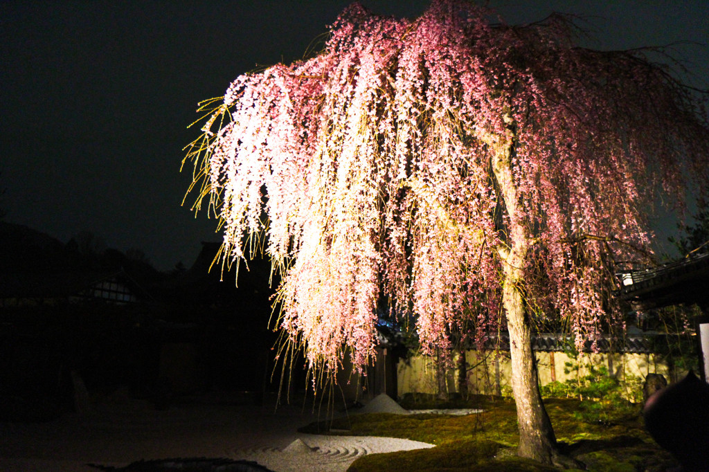 高台寺　しだれ桜１