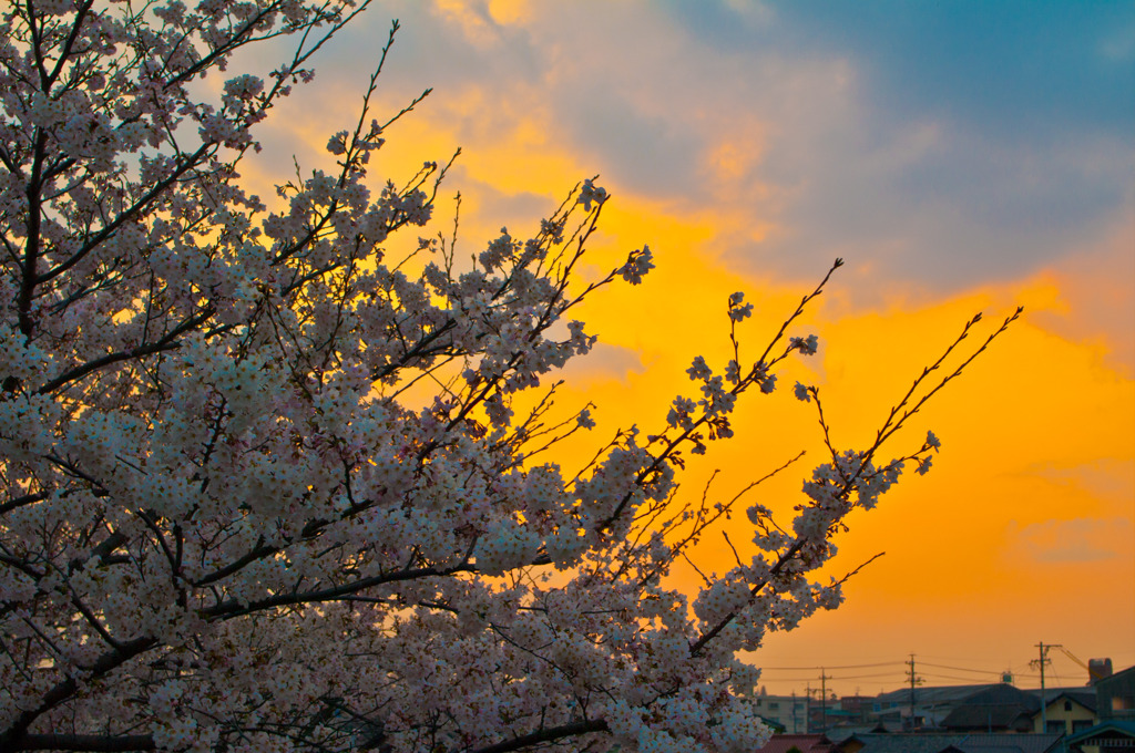 夕方の桜