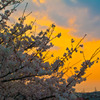 夕方の桜