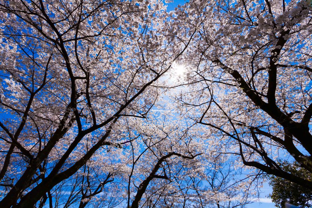 晴天の空と桜
