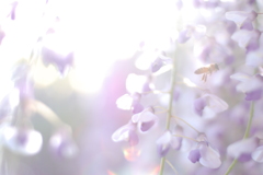 Purple Slumbers