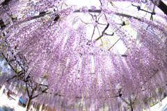 Purple Falls