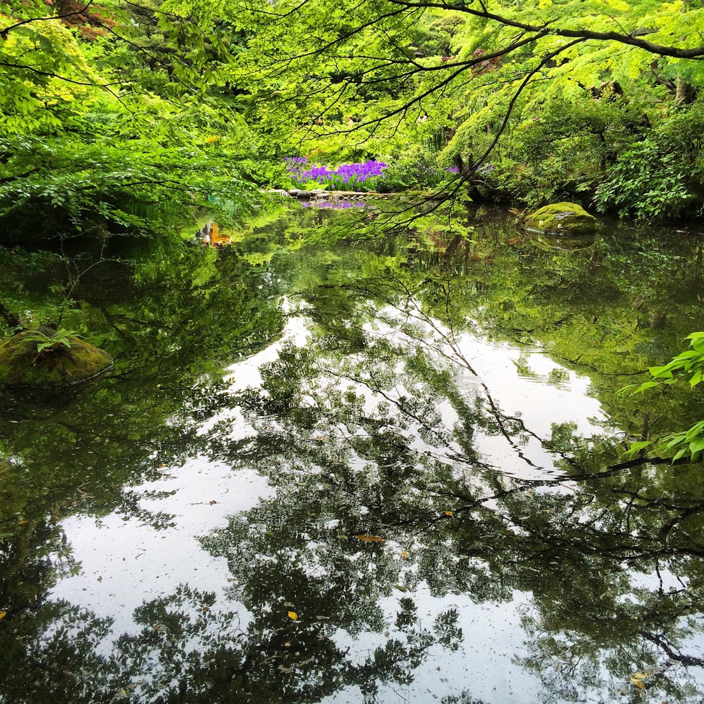 根津美術館の杜若