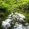 根津美術館の杜若
