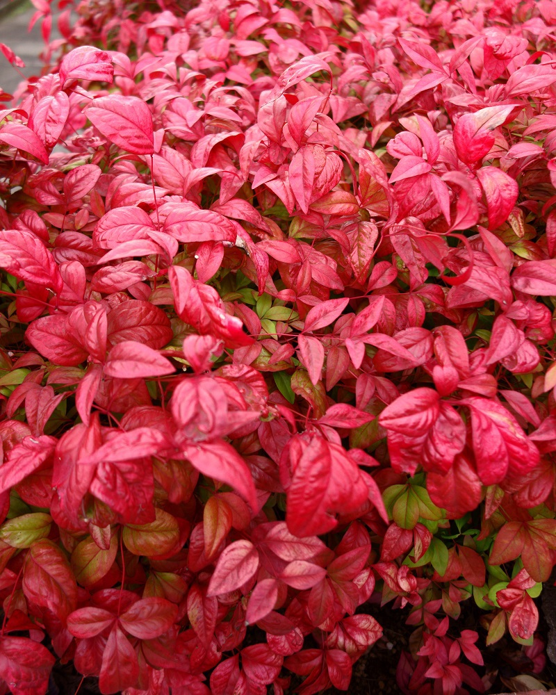 隣家の花壇 #3