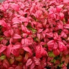 隣家の花壇 #3