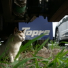 トラックヤードの居住者