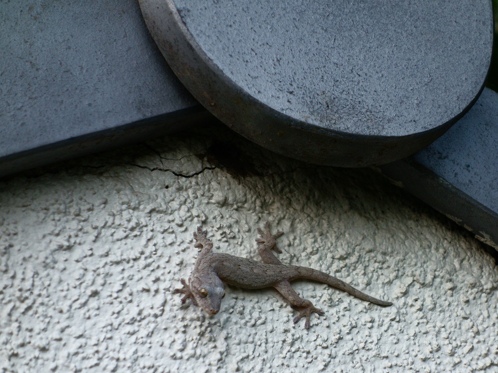 ヤモリ