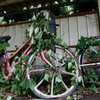 自転車
