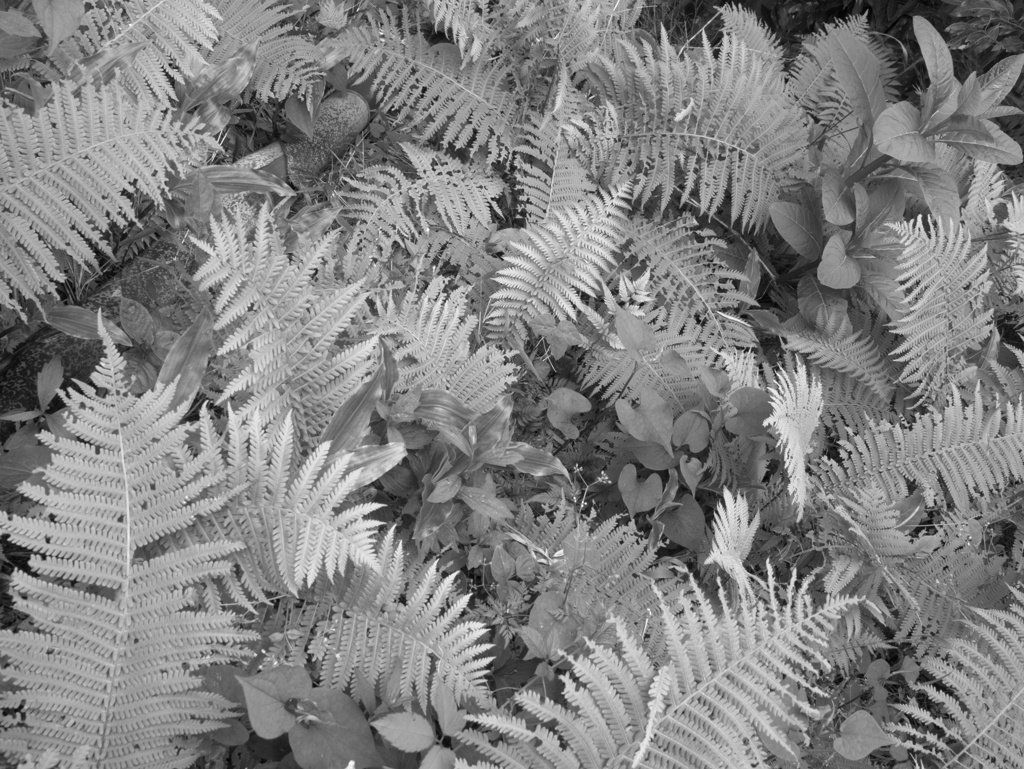 生田緑地の下草