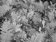 生田緑地の下草