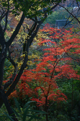 生田緑地