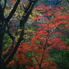 生田緑地
