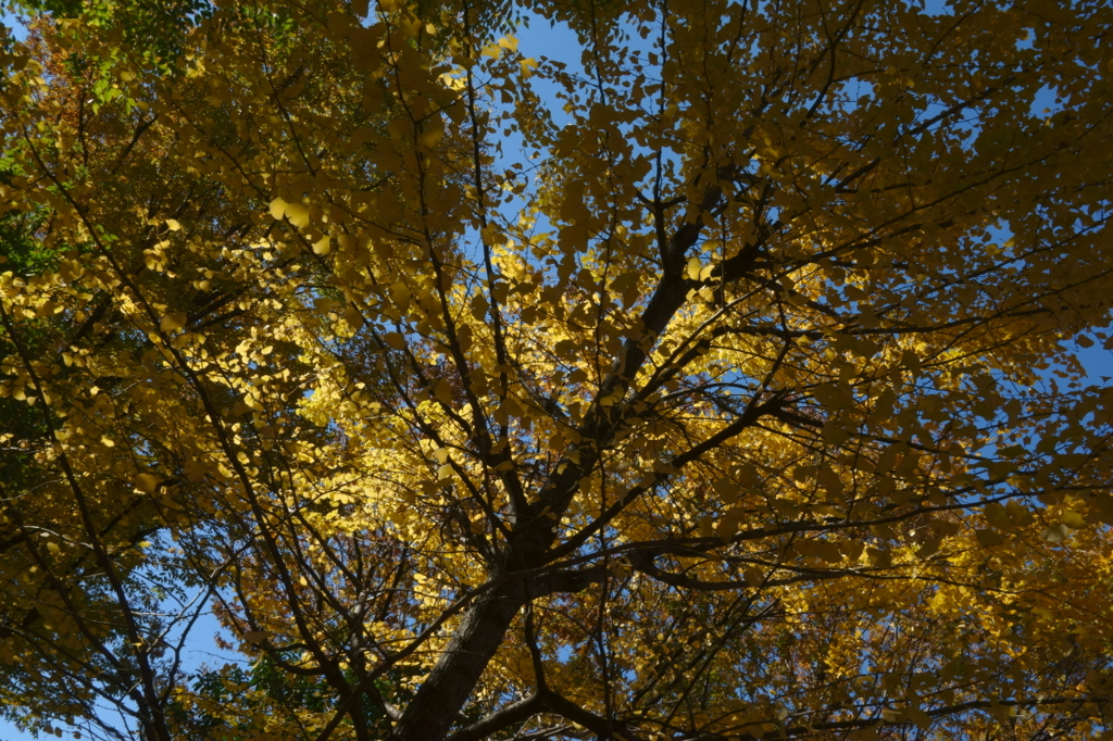 松渓公園