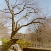 善福寺川公園 #4