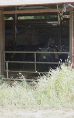 牛と集落 #3