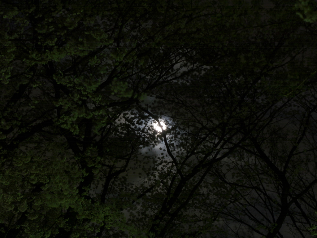 桜 おぼろ月夜