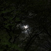 桜 おぼろ月夜