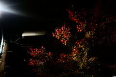 街灯と紅葉