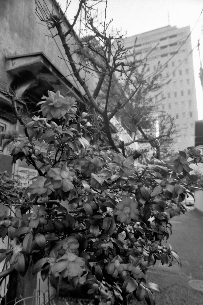 西新橋 #3
