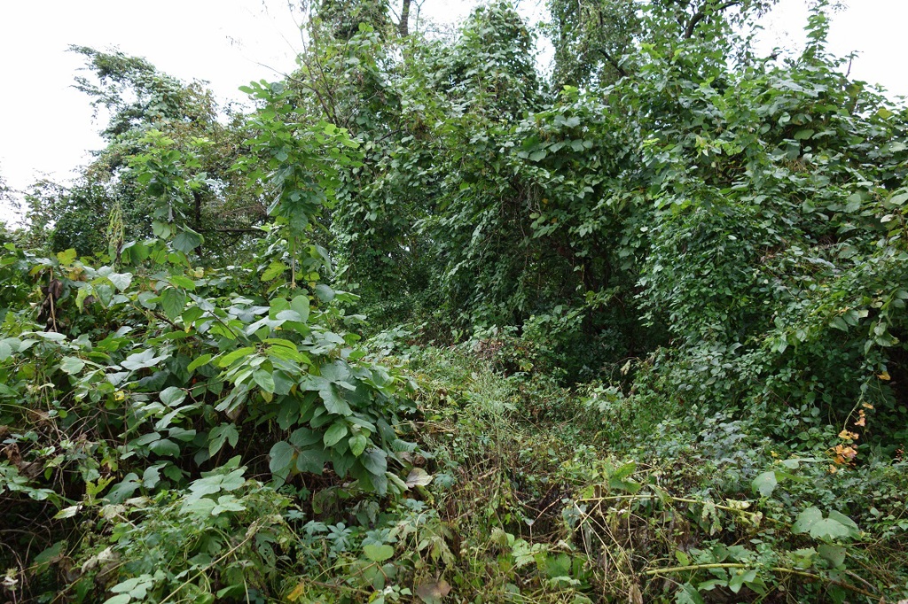秩父・荒川岸 #1