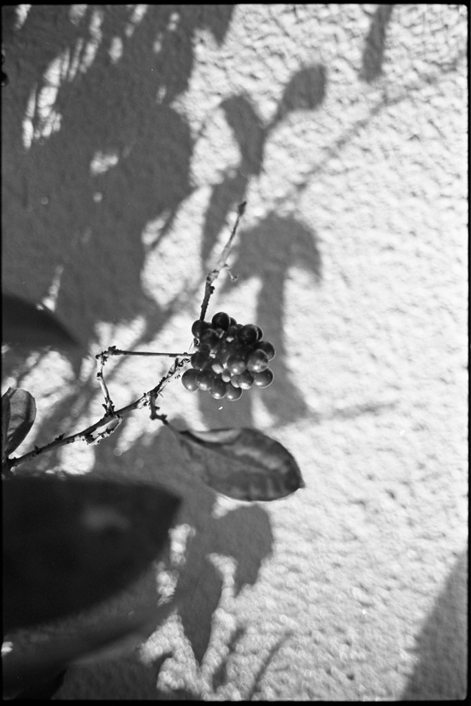 東京の住宅街から #10