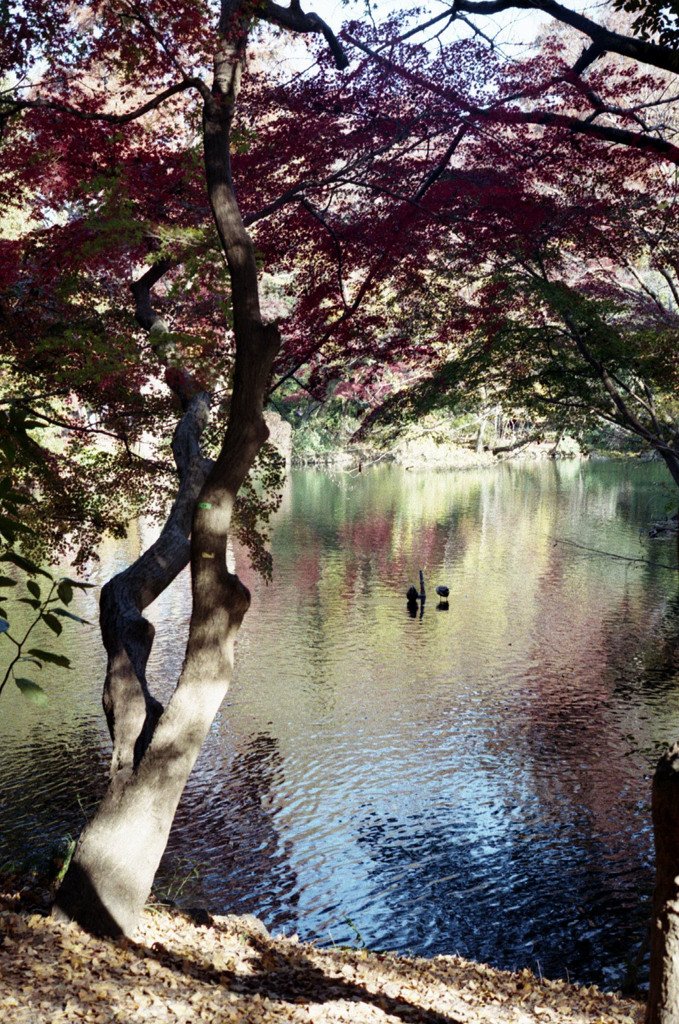 井の頭公園