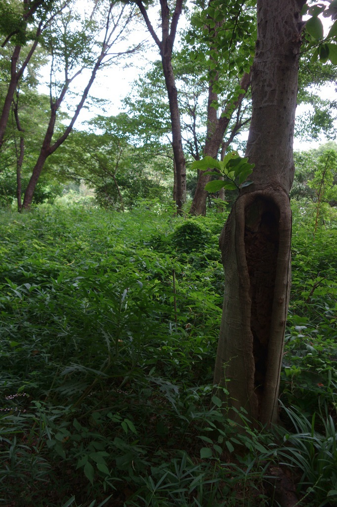 野川公園 #1