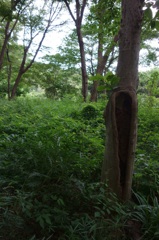 野川公園 #1